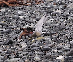Antarctic tern returning to beach nest