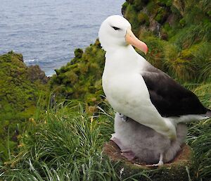 Black browed Albatross adult with a large chick underneath her