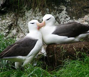 Black browed albatross pair standing very close to eachother bonding