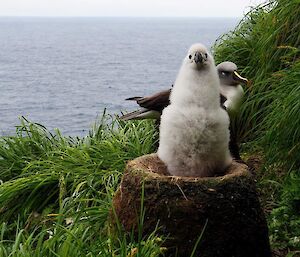 Grey headed albatross sitting on a nest
