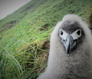 Light mantled albatross chick