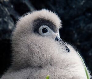 Light-mantled albatross chick with fuzzy feathers