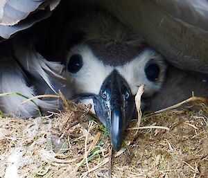 Light-mantled albatross chick hides under parent