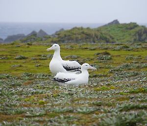 Wandering Albatross courting at Handspike Point