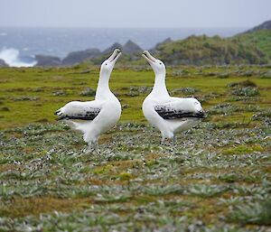 Wandering Albatross courting at Handspike Point