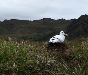 Wandering albatross sitting on an egg on the top of Petrel Peak in the south west of Macquarie Island