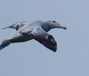Wandering albatross flying
