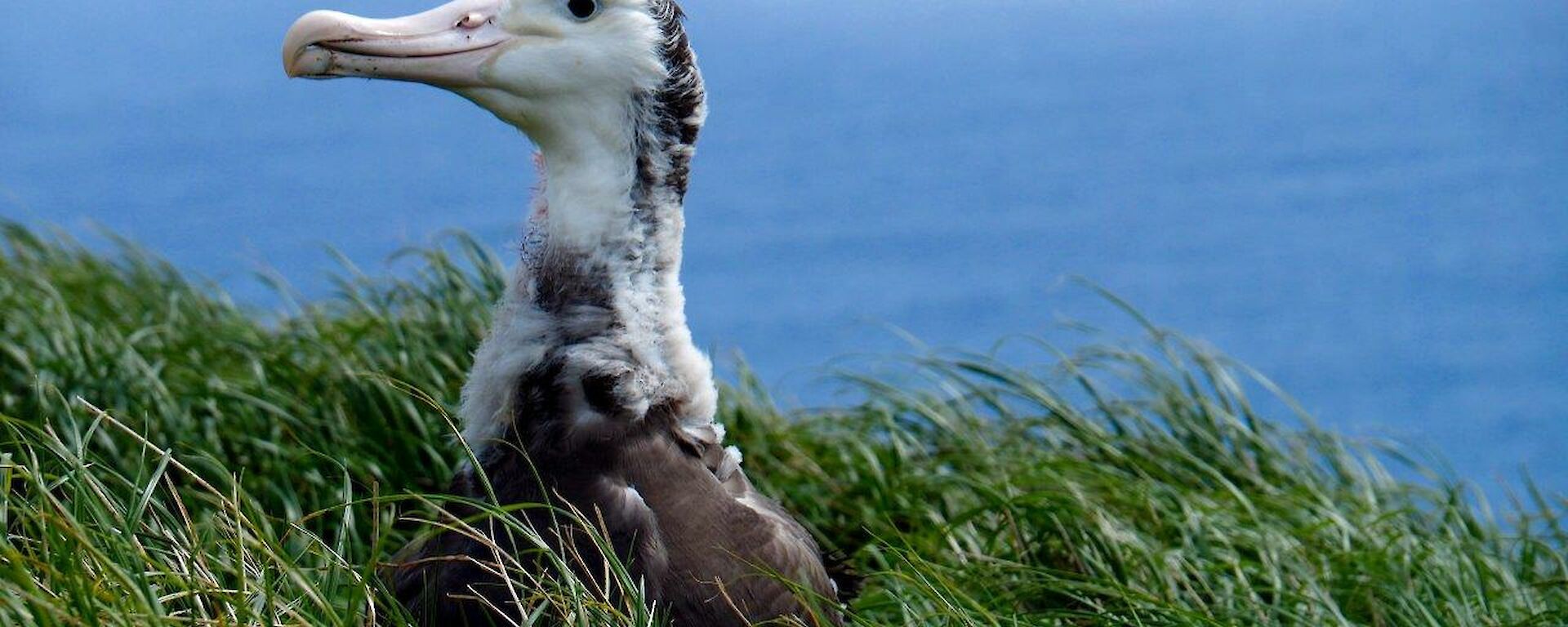 Wandering albatross chick sitting in the vegetation