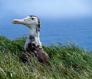 Wandering albatross chick sitting in the vegetation