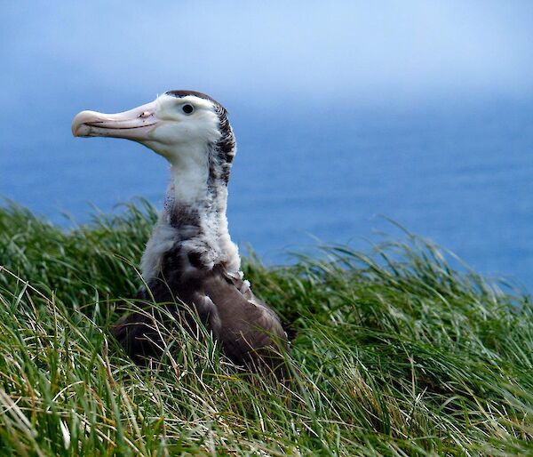 Wandering albatross chick sitting in the vegetation