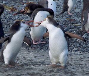 Two royal penguins at Finch Creek