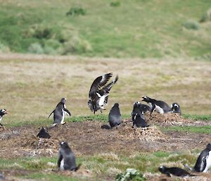 Skua takes a gentoo chick