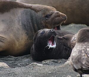 Skua takes milk from an elephant seal pup