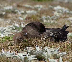 A new born skua chick huddles with its parent that is still incubating a second egg