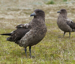 A skua couple hanging out in their territory