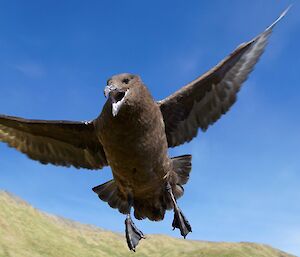 A skua on the wing to warn the intruder off