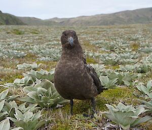 A skua looks at the camera