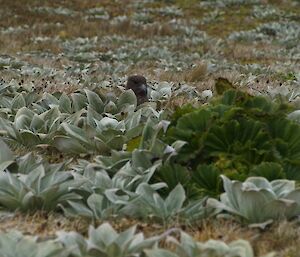 An adult skua on it’s nest hidden among the mega herbs