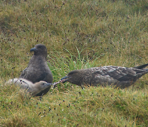 A penguin leg is brought back to the territory for the chick to feed on