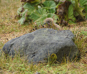 A skua chick seeks refuge behind a rock