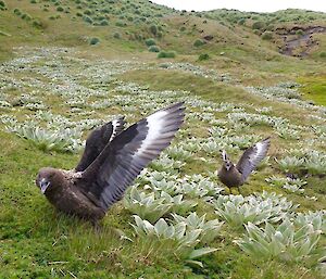 A skua pair defend their territory