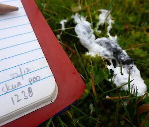 Skua poo is collected to understand changes in their diet