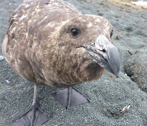 Curious skua investigating the camera