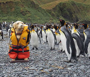 Fibreglass dog on the beach with king penguins