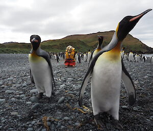 King penguins in foreground with fibreglass dog in background