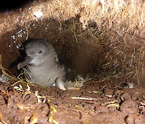 A picture of a sooty shearwater on a nest in a white-headed petrel site