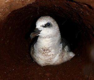 A white-headed petrel sitting in a burrow