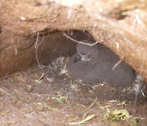 A white-headed petrel chick sitting in its burrow- photo taken in March 2010