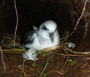 A picture of a white-headed petrel sitting on its nest.