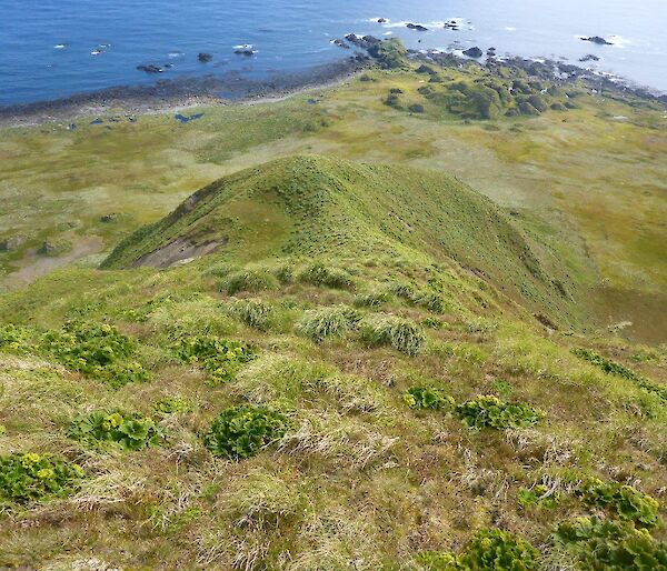 White-headed petrel habitat looking good post Macquarie Island pest eradication program