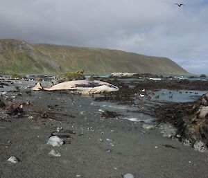 A dead sperm whale on the beach