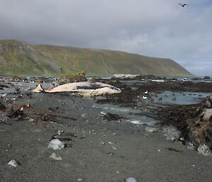 A dead sperm whale on the beach