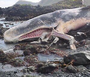 This shot of the dead sperm whales upper jaw showing how all the teeth fit in there.