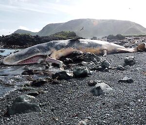 A dead sperm whale lies on its side — lower jaw has been broken, presumably on the rocks