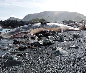 A dead sperm whale lies on its side — lower jaw has been broken, presumably on the rocks