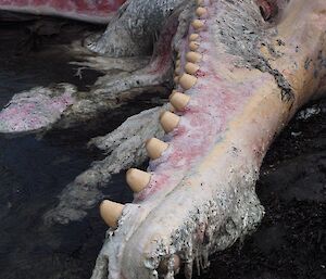 Close up the broken jaw of the sperm whale showing how the teeth sit