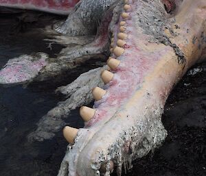 Close up the broken jaw of the sperm whale showing how the teeth sit