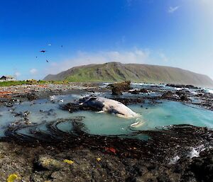 A dead sperm whale in the shallow water before he completely beached himself