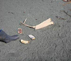 Two whale teeth washed up on the beach, the teeth are next to a foot showing that the teeth are very large