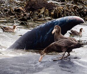 Northern giant petrels feed on the dead sperm whale
