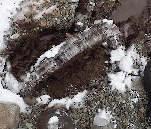 Frost heave on the path during a walk last winter, showing evidence of how it moves the soil.