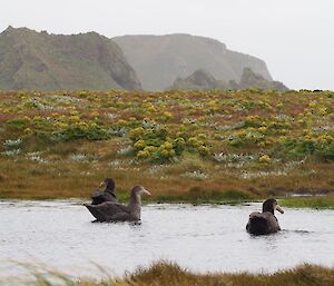 The rock stacks that are all the remains of a previous coastline — the large one is Eagle Cave on the west coast