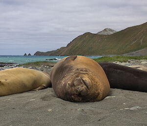 Elephant seals on Macquarie Island isthmus