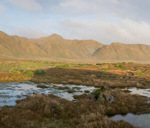 Looking over the featherbed to the plateau in sunlight