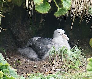 A northern giant petrel chick on its nest hidden among the foliage