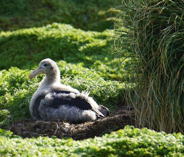 A northern giant petrel chick on its nest